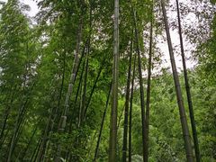 -天目湖松岭竹海漂流