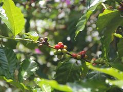 -西双版纳原始森林公园