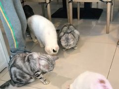 -平行世界·猫咖(首经贸店)