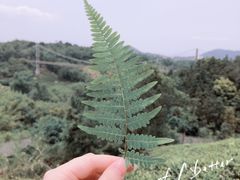 -东部华侨城
