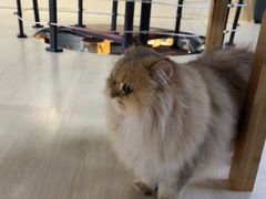 -豆逗聊愈猫阁Easy Life