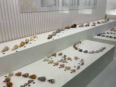 -青岛贝壳博物馆