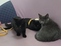 -北京观赏动物医院·24小时大型综合·猫专科·异宠专科