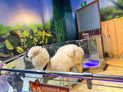 点击看大图 -未来动物城动物主题公园(大悦城店)