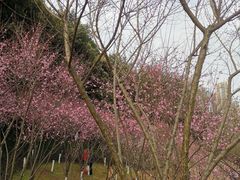 -重庆彩云湖湿地公园