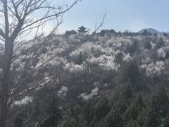 -白水寺森林公园