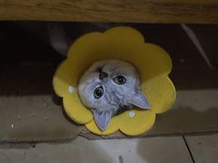 -贝利宠物医院·骨科·眼科·肿瘤转诊中心(南坪诊疗中心)