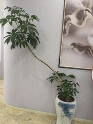 -紫琪尔胸部养护中心