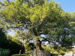 -八大山人梅湖景区