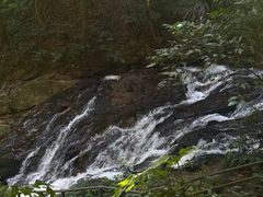 -莫里热带雨林景区