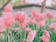 -无锡梅园公园
