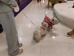 -帕帕拉兹宠物(亚洲旗舰店)