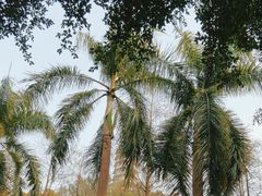 -深圳国际园林花卉博览园