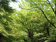 -常寂光寺