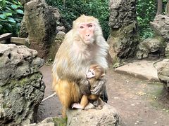 -黔灵山公园