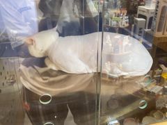 -FAELING PETS美天灵宠物(富力广场店)