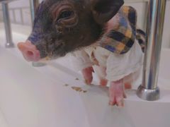 -怪兽屋·羊驼·猫咖·狗咖(俊华广场店)