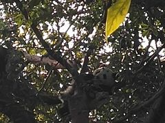景点-成都大熊猫繁育研究基地