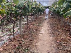 -马陆小张葡萄园农家乐