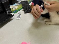 -瑞鹏宠物医院·骨科·猫科·内科(第一中心)