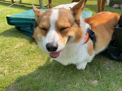 -前小桔亲子创意农场·草莓采摘·露营烧烤