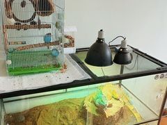 -北京观赏动物医院·24小时大型综合·猫专科·异宠专科