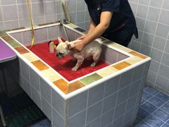 -A猫a狗全科·犬猫异宠·芥西宠物医院(南开总院)