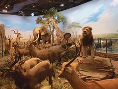 -陕西自然博物馆