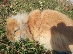 兔纸-海边的猫和咖啡馆