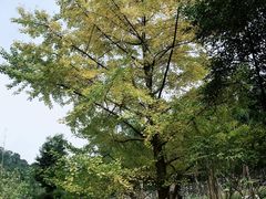 -都江堰中华大熊猫苑