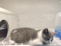 -lincat·猫舍(广州店)