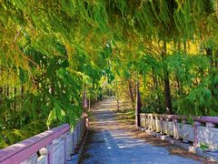 -上海海湾国家森林公园