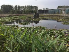 -微山湖红荷湿地景区