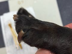 -中农大我爱我爱24h动物医院·中医针灸·猫专科·骨科医疗中心(双井店)