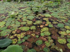 -洪湖生态旅游区