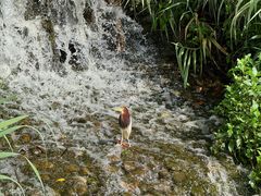 -东莞植物园