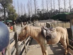 -前小桔亲子创意农场·草莓采摘·露营烧烤