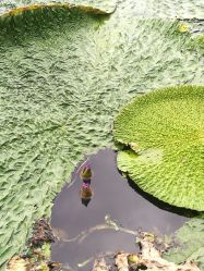 -水八仙生态园