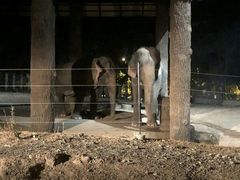 -清迈夜间动物园