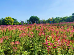 -广东花都香草世界旅游度假区