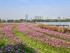 -海珠湖公园