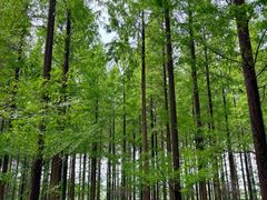 -黄海国家森林公园