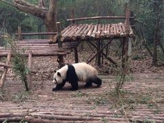 -成都大熊猫繁育研究基地