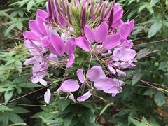 -松山湖梦幻百花洲