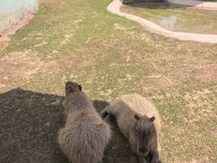 -鄂尔多斯野生动物园