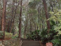 -铁山坪森林公园