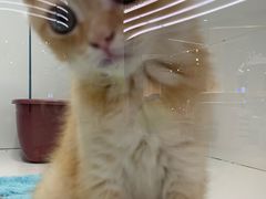 -1013 PET SHOP精品宠物商店(丁香店)