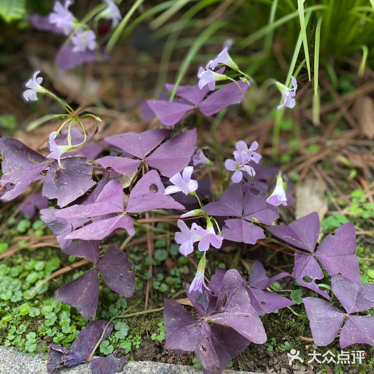 一千多年的书院📖，梁祝的美好爱情故事发源地