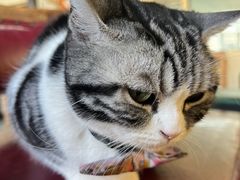 -猫小院猫主题餐厅(南锣旗舰店)