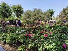 -莲花池公园